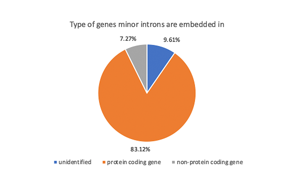 Characterization of minor intron and minor intron-containing genes